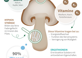 Infografik Pilze
