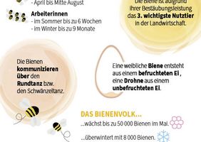 Die Honigbiene