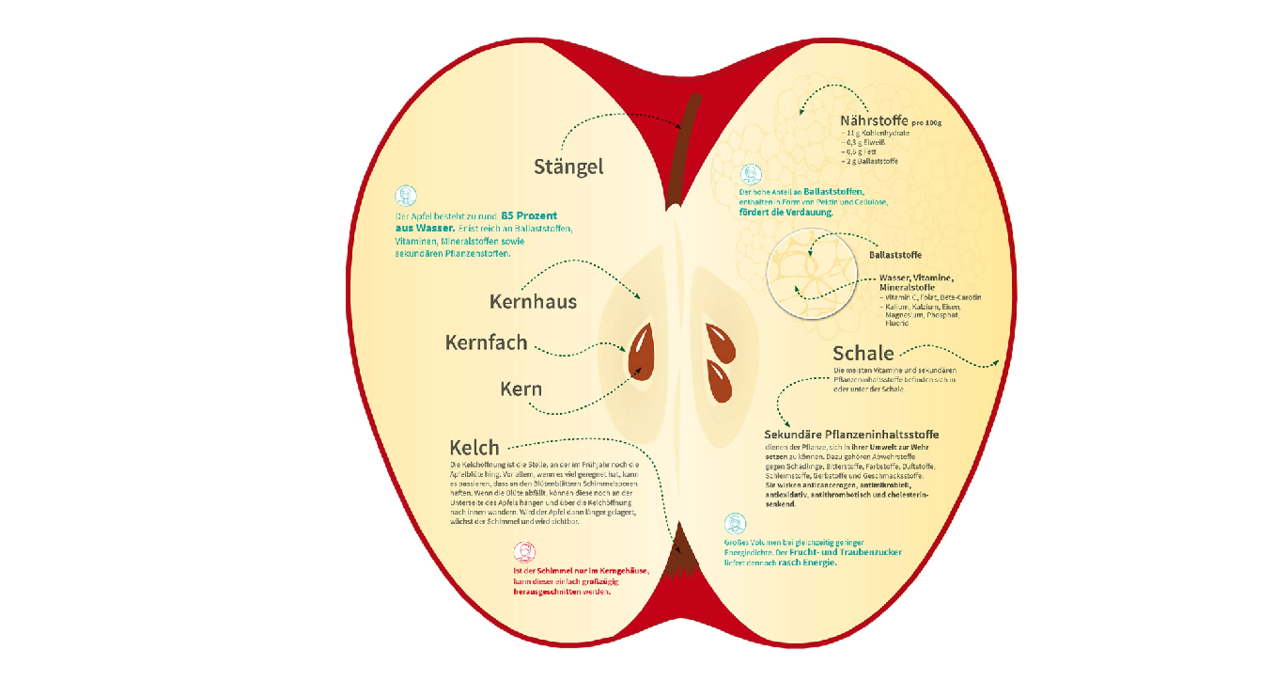 Infografik zeigt aufgeschnittenen Apfel mit Beschriftungen