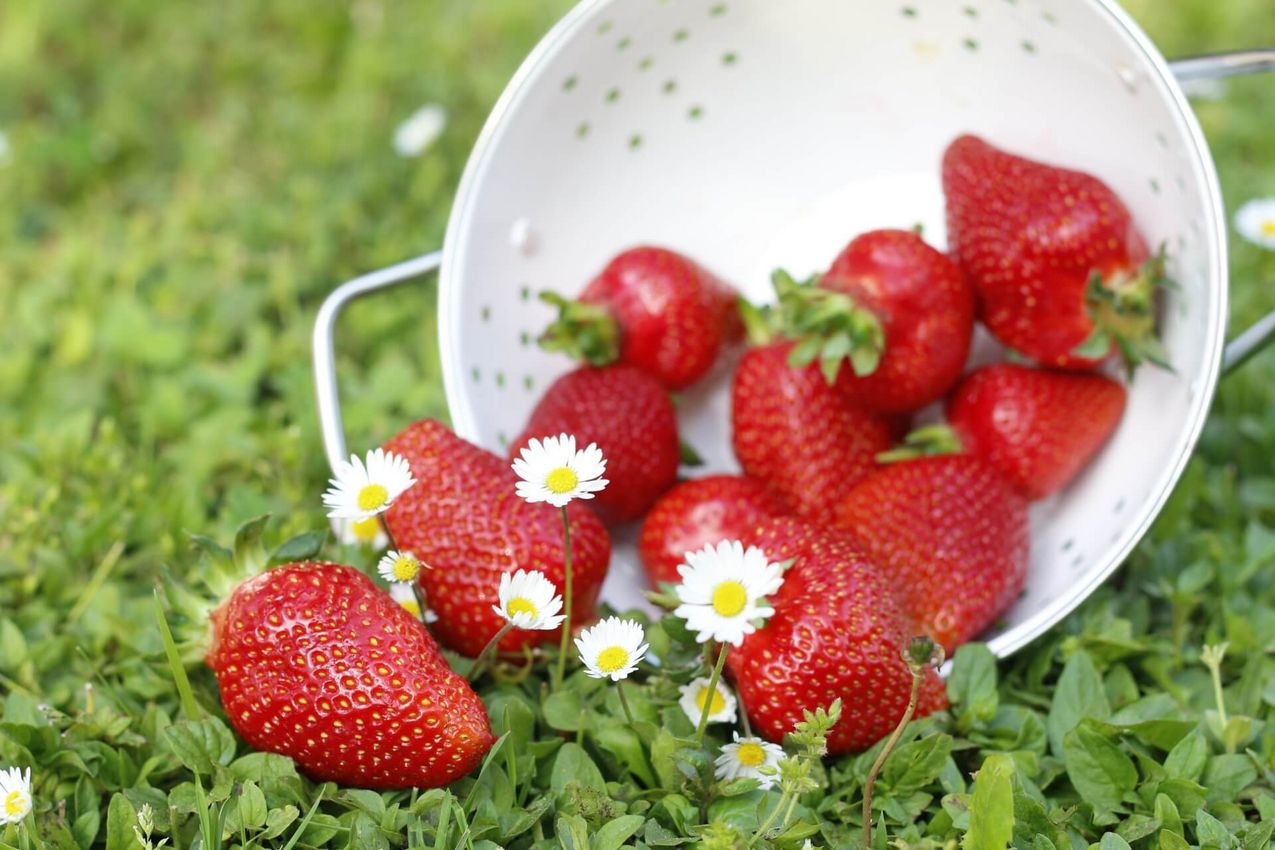 Erdbeeren auf Wiese