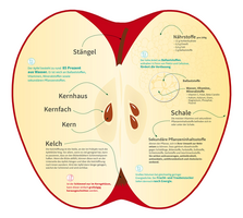 Infografik zeigt aufgeschnittenen Apfel mit Text